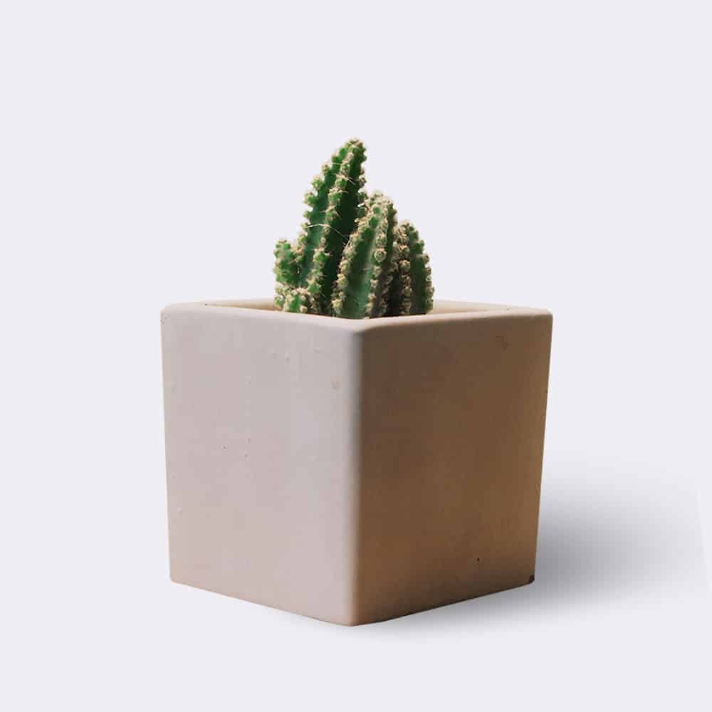HOme Cactus2 Free Img