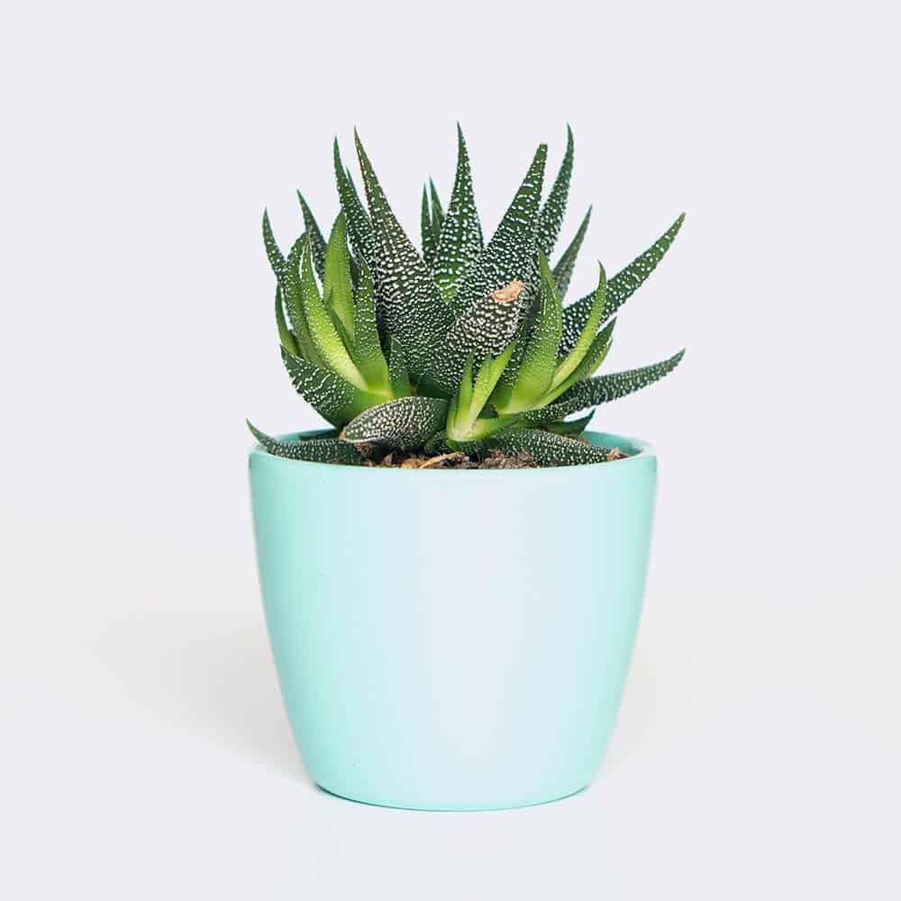 HOme Plant6 Free Img